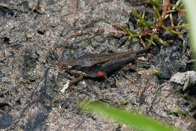 Pygmy Grasshopper (Tettigidea species)