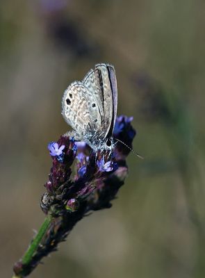 Ceraunus Blue