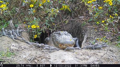 American Alligator with young at winter den