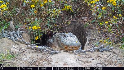 American Alligator with young at winter den