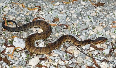 Western Cottonmouth