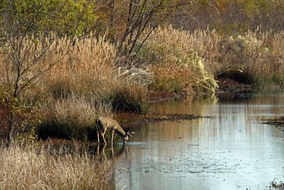 water buck