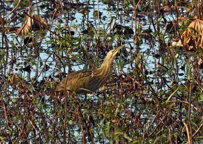 American Bittern