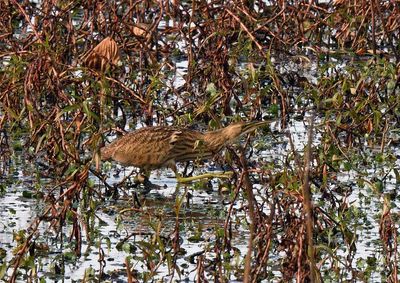 American Bittern