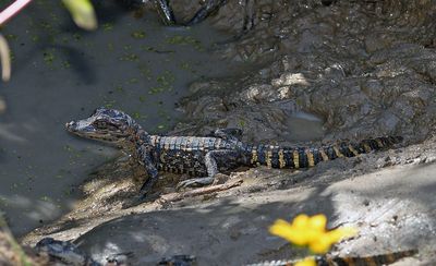 American Alligator young