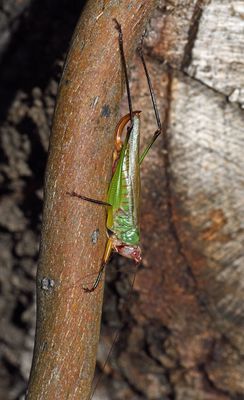 Black-legged Meadow Katydid