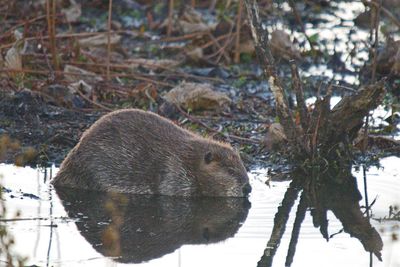 Beaver
