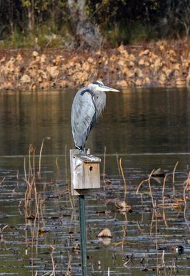 Great-blue Heron