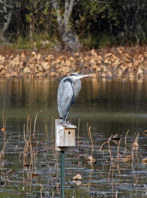 Great-blue Heron