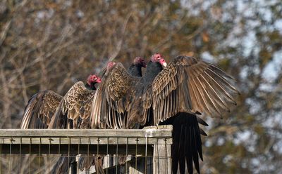 Turkey Vultures