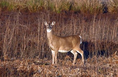 Whitetail Deer