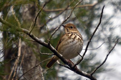 Hermit Thrush