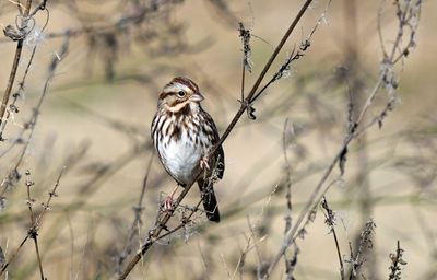 Song Sparrow