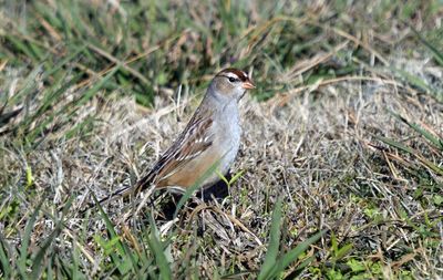 White-crowned Sparrow