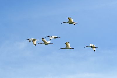 White Ibis