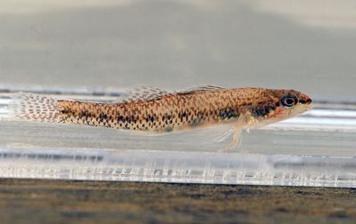 Cypress Darter