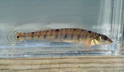 Logperch