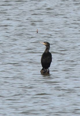 Neotropic Cormorant