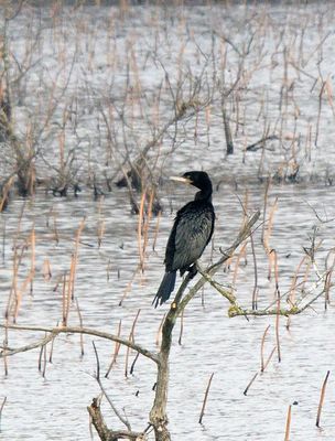 Neotropic Cormorant