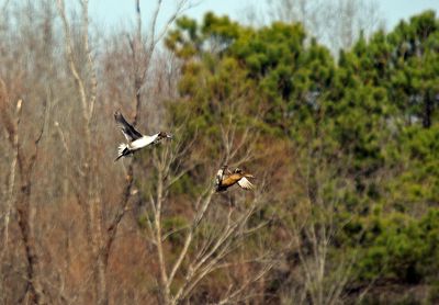 Northern Pintails