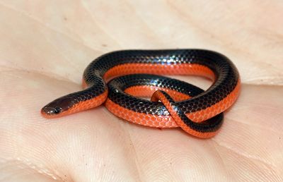 Western Worm Snake