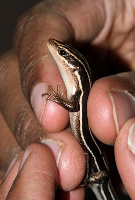 Five-lined Skink