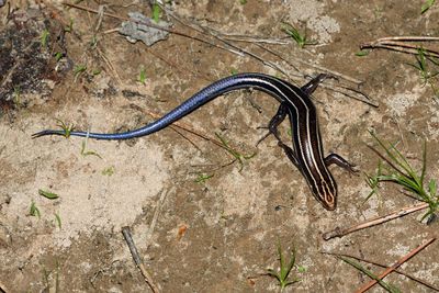 Five-lined Skink