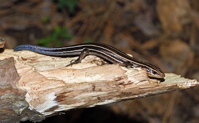 Five-lined Skink
