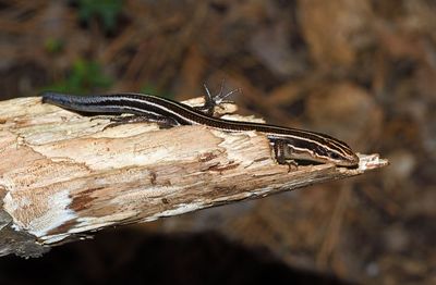 Five-lined Skink