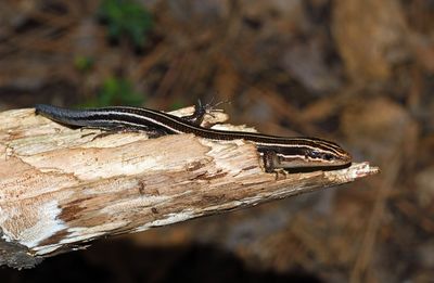 Five-lined Skink