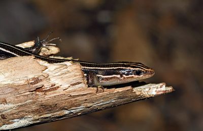 Five-lined Skink