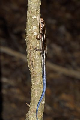 Five-lined Skink