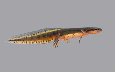 Central Newt (aquatic adult)