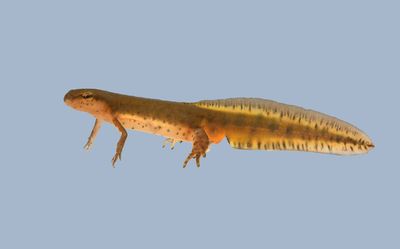 Central Newt (aquatic adult)
