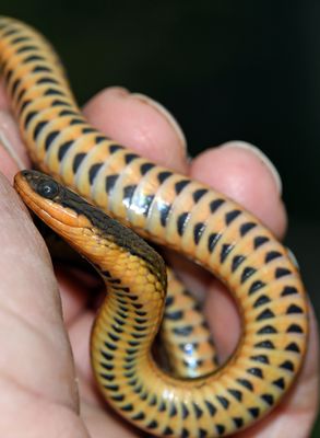 Gulf Swamp Snake