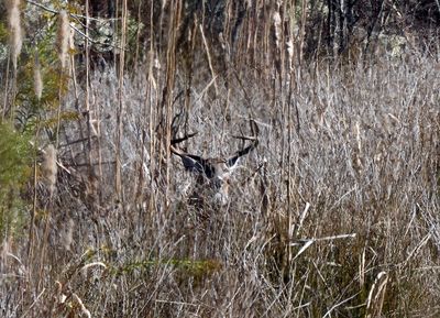 Ten point buck