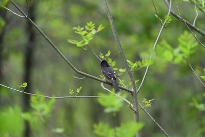 Eastern Towhee