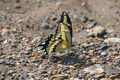 Giant Swallowtail