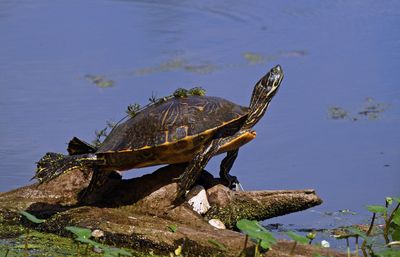 Eastern River Cooter