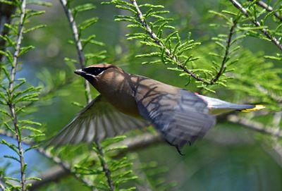 Cedar Waxwing