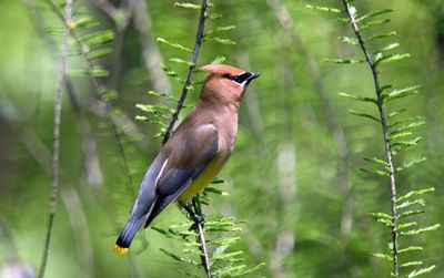 Cedar Waxwing