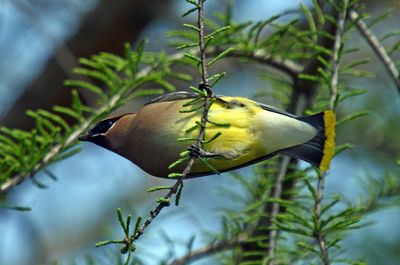 Cedar Waxwing