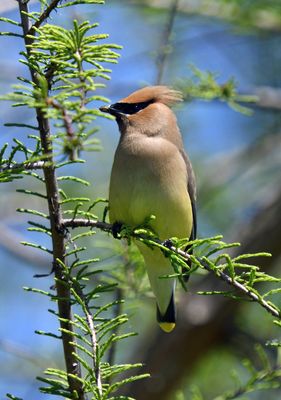 Cedar Waxwing