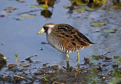 Sora