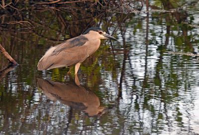 Black-crowned Night-Heron