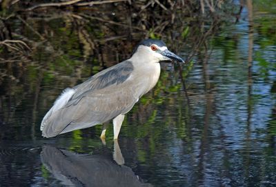 Black-crowned Night-Heron