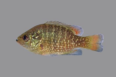 Bantam Sunfish