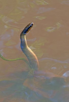 Gulf Swamp Snake