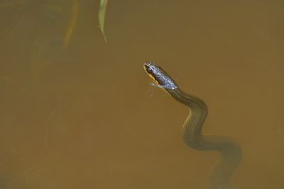 Gulf Swamp Snake