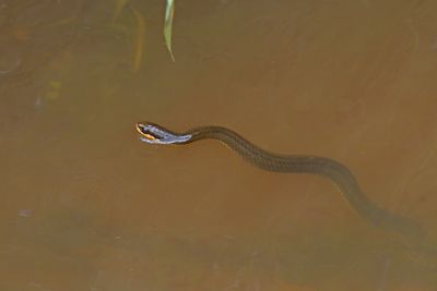 Gulf Swamp Snake